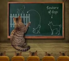 SC-001: the original Stockcat