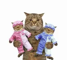 SC-005: the original Stockcat