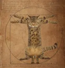 SC-008: the original Stockcat