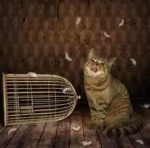 SC-014: the original Stockcat