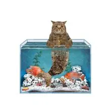 SC-033: the original Stockcat