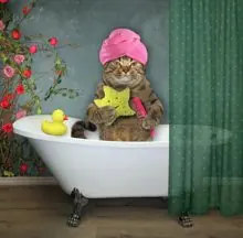 SC-037: the original Stockcat