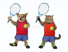 SC-039: the original Stockcat
