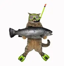 SC-041: the original Stockcat