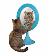 SC-042: the original Stockcat