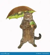 SC-071: the original Stockcat