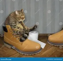 SC-076: the original Stockcat