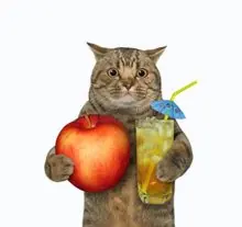 SC-087: the original Stockcat