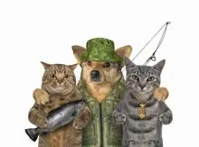 SC-101: the original Stockcat