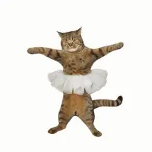SC-114: the original Stockcat
