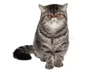 SC-118: the original Stockcat