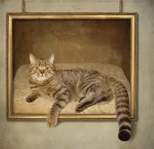 SC-121: the original Stockcat