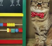 SC-128: the original Stockcat