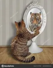 SC-130: the original Stockcat