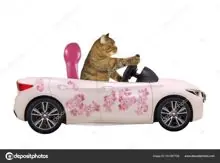 SC-137: the original Stockcat