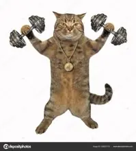 SC-138: the original Stockcat