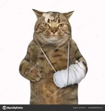 SC-140: the original Stockcat