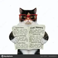 SC-156: the original Stockcat