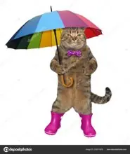 SC-162: the original Stockcat