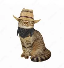 SC-172: the original Stockcat