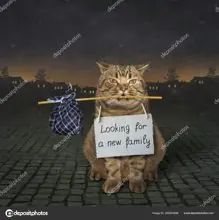 SC-185: the original Stockcat