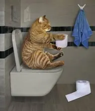 SC-193: the original Stockcat