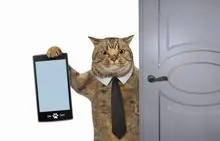 SC-196: the original Stockcat