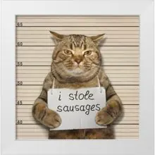 SC-199: the original Stockcat