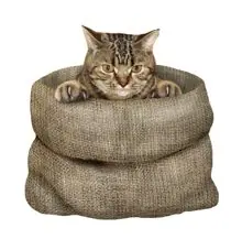 SC-200: the original Stockcat