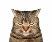 SC-202: the original Stockcat