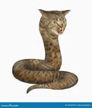 SC-204: the original Stockcat