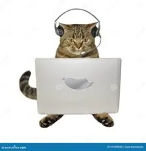 SC-207: the original Stockcat