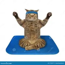 SC-210: the original Stockcat