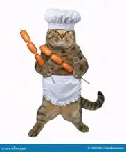 SC-211: the original Stockcat