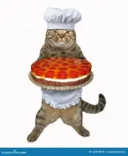 SC-219: the original Stockcat