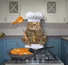 SC-221: the original Stockcat