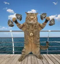 SC-225: the original Stockcat
