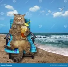 SC-236: the original Stockcat
