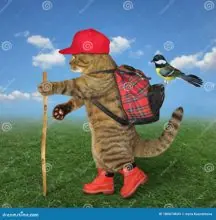 SC-237: the original Stockcat