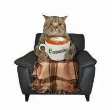 SC-238: the original Stockcat