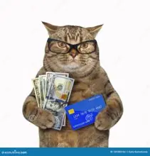SC-242: the original Stockcat