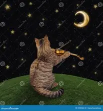 SC-249: the original Stockcat