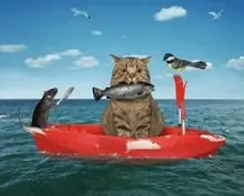 SC-262: the original Stockcat