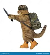 SC-267: the original Stockcat