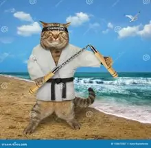 SC-271: the original Stockcat