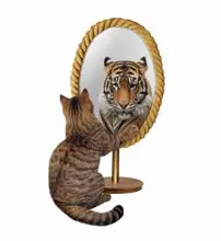 SC-275: the original Stockcat