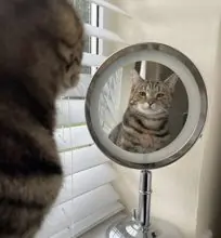 SC-276: the original Stockcat