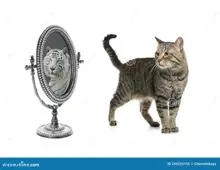 SC-278: the original Stockcat