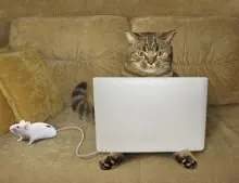 SC-291: the original Stockcat