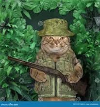 SC-295: the original Stockcat